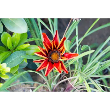 Red Gerbera Daisy Plant